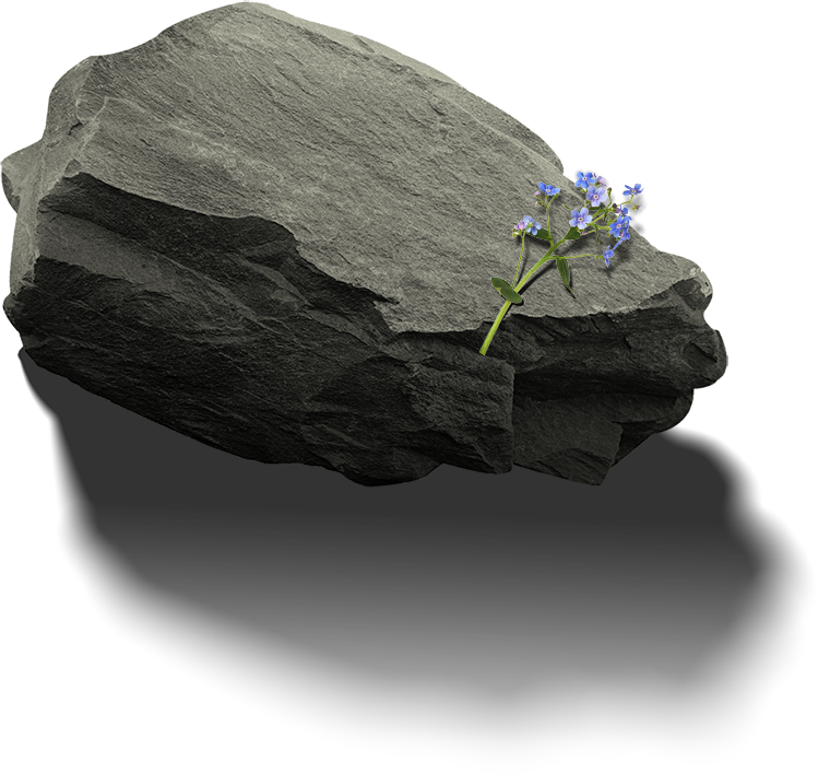 Rock and flower