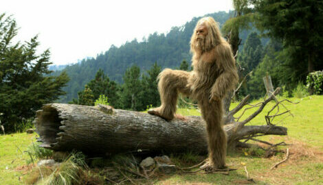 Sasquatch taking in the outdoors with one of his legs on a big fallen tree log.